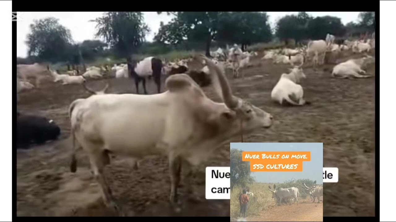 Thakbor Weer Thakbor Kier By Queen LK 