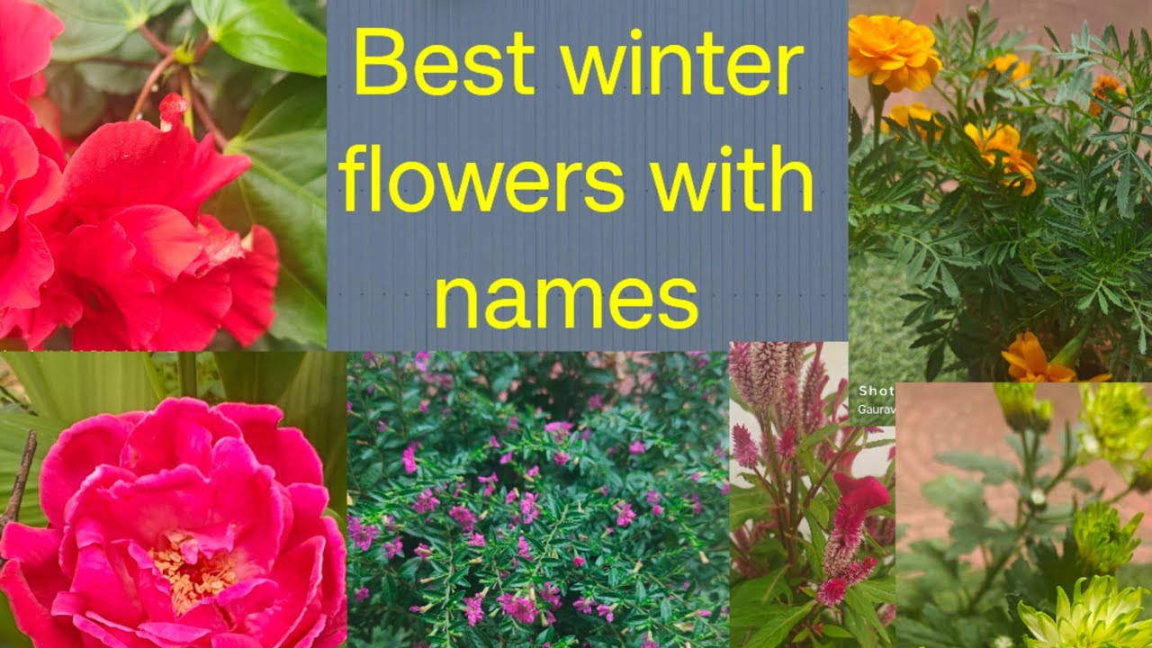 10, HEAVY WINTER FLOWERING PLANTS FOR THIS SEASON // BEST WINTER FLOWERS WITH NAME