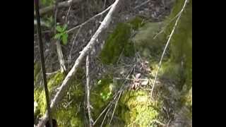 Trout fishing small creeks Part 2 (2of4)