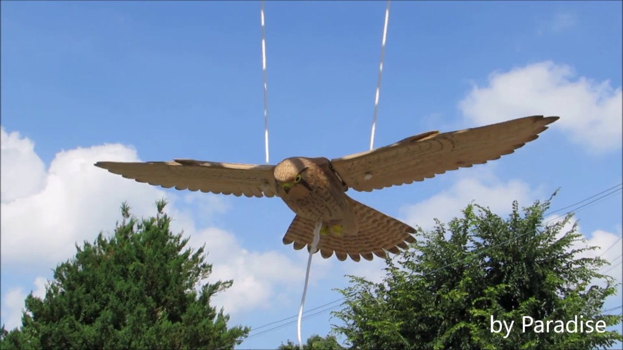 Common Kestrel Wooden mobile 