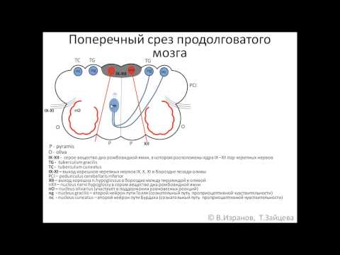 Video: 12 Obligāta Pieredze Marrākešā - Matador Tīklā