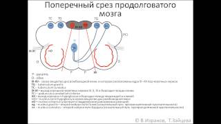 Medulla oblongata (продолговатый мозг)