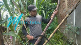 Memetik tebu membuat es tebu Masak tempe menu desa