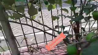 Apel Putsa (Apel India)