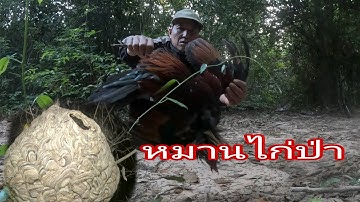 เจอรังต่อใหญ่หมานไก่ป่าตัวใหญ่7 ธันวาคม ค.ศ. 2025