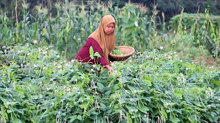 Download Lagu Panen kacang cili \u0026 masak sederhana tapi bikin boros nasi, sambal terasi, ikan tempe goreng MP3 Download Lagu Panen kacang cili \u0026 masak sederhana tapi bikin boros nasi, sambal terasi, ikan tempe goreng MP3