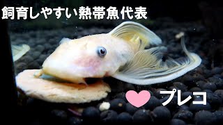 飼育しやすい熱帯魚 プレコ ロングフィンアルビノミニブッシ プレコ 4 24 訂正します ブルーアイゴールデンブッシープレコ Youtube