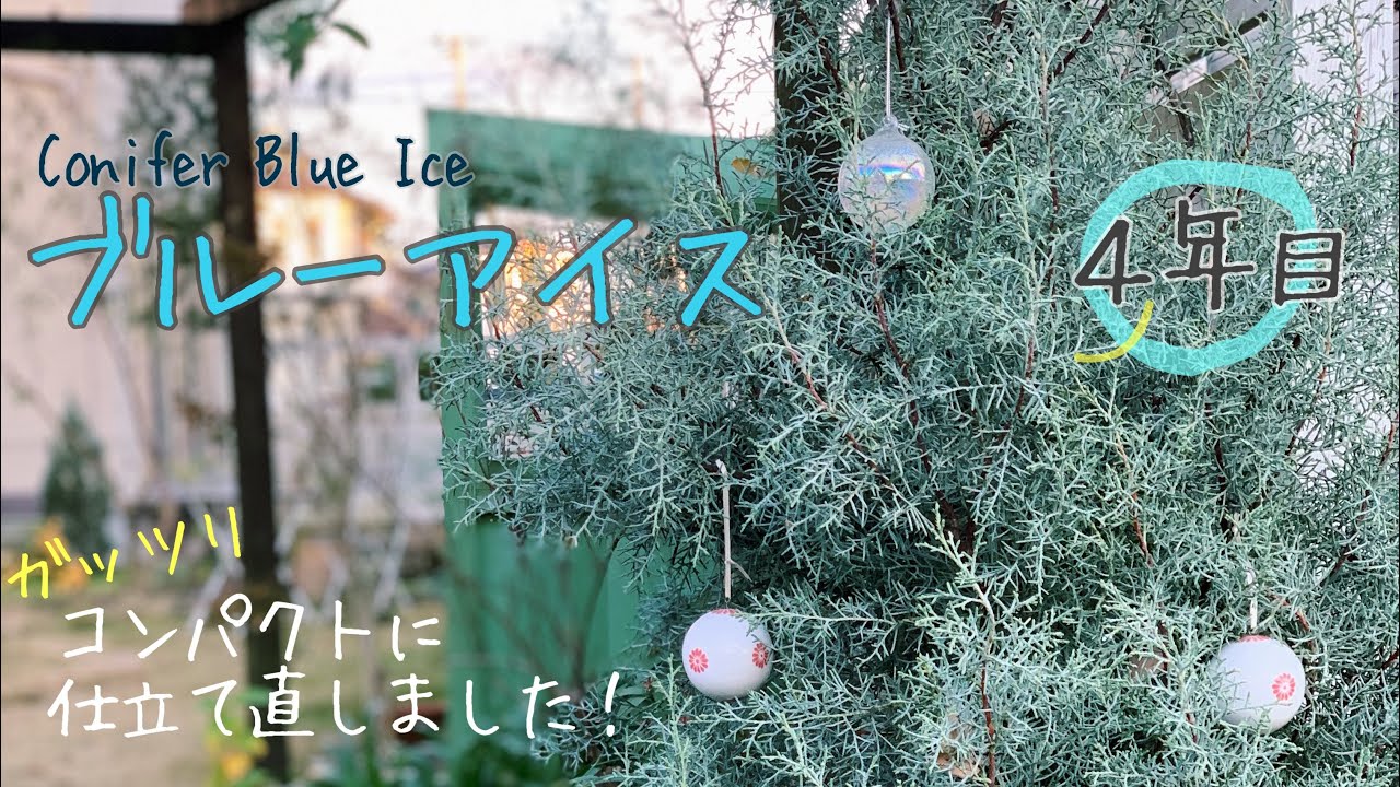 コニファー ブルーアイス120センチ（庭木,植木,常緑樹,コニファー