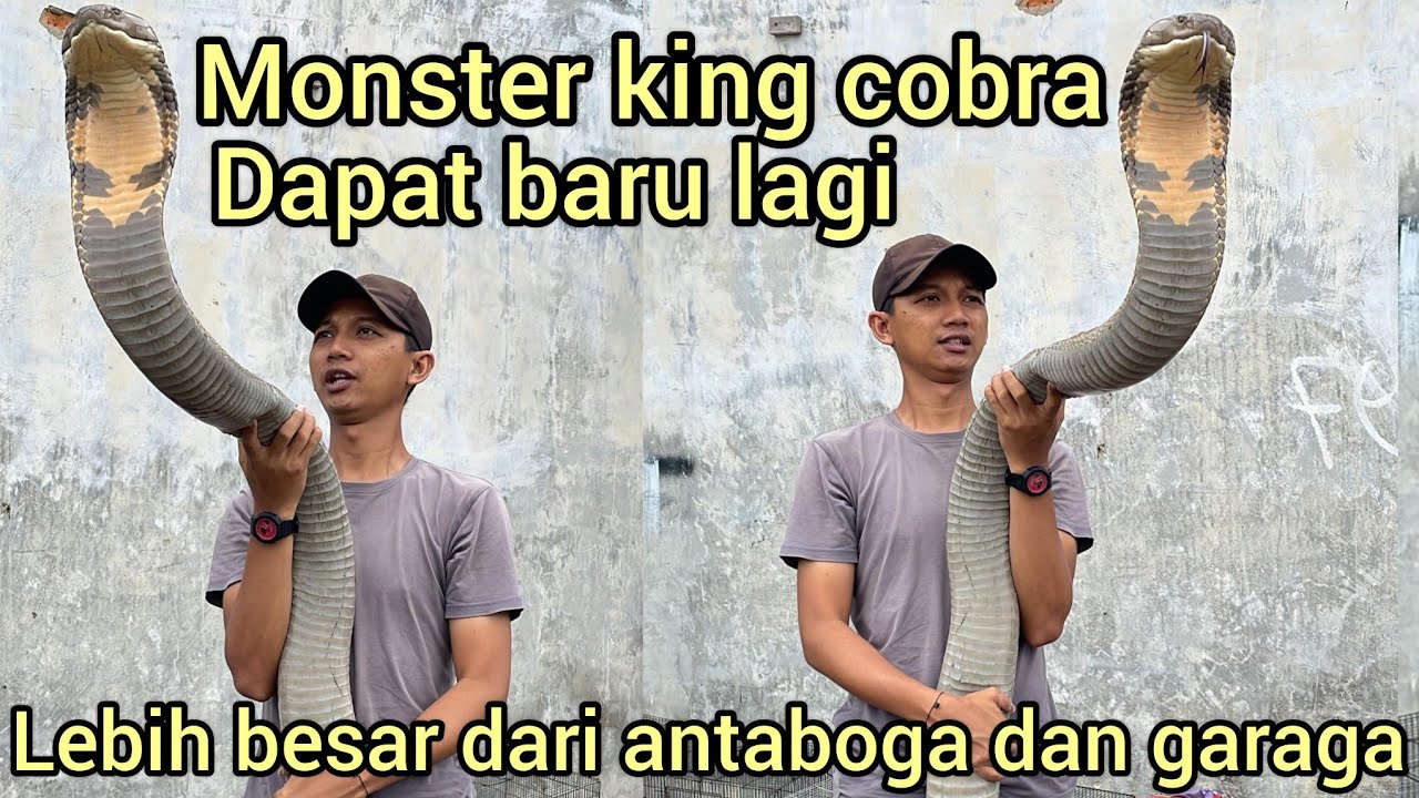 INI DIA SANG RAJA ULAR KING COBRA RAKSASA REKOR TERBARU LEBIH BESAR DARI RAJA ANTABOGA