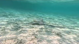 Stingray Lagoon Dusit Thani Maldives 19.10.2024