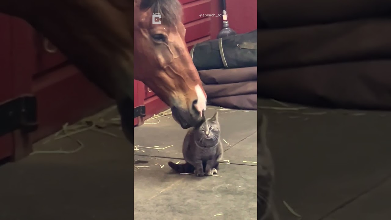CAT AND HORSE ARE BEST FRIENDS