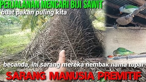 Perjalanan mencari biji kelapa sawit untuk pakan burung puling//tajaling burung nuritanau