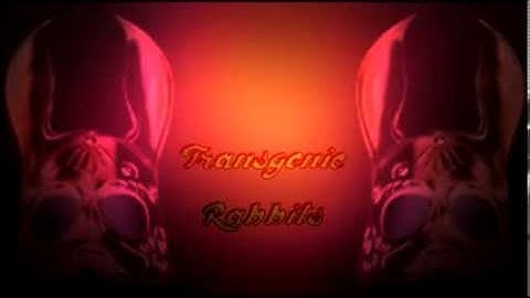 Transgenic Rabbits Video For Bio 101 Project