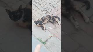 Beslediği I I Yapmasını Da Bilir.