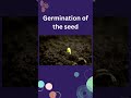 "From a tiny seed grows a mighty life."🌱#Germination #Nature'sMiracle#BotanyLovers #seeddevelopment