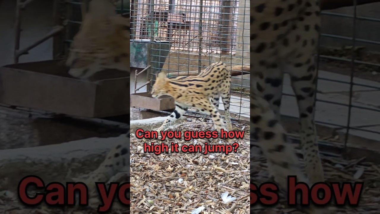 Mini Leopard or Jungle Assassin? Meet the Serval! 