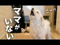 飼い主が急にいなくなったら愛犬が大変なことに