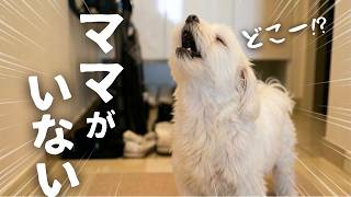 飼い主が急にいなくなったら愛犬が大変なことに