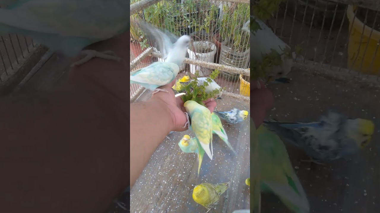 🐦 Daily Wellness Rituals With Budgies — Calm, Energy, Balance 