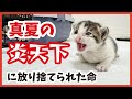 【緊急保護】“投げ捨てられた”子猫‥、ミルクで命をつなげ!