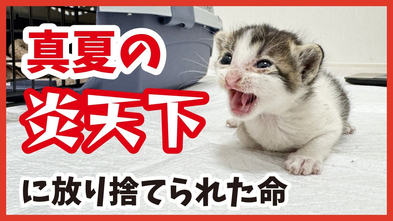 【緊急保護】“投げ捨てられた”子猫‥、ミルクで命をつなげ！