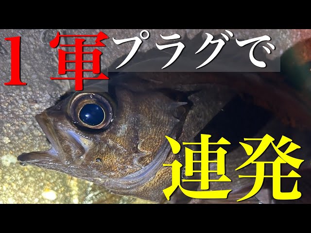 メバリング】巻くだけで釣れる？シンキングペンシルで狙うメバル
