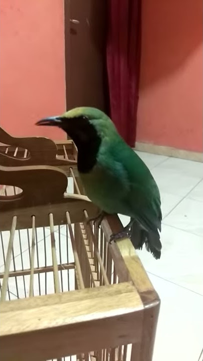 Cucak ijo palkun gacor bocor jinak total isian segudang asli sumatra barat (solok)