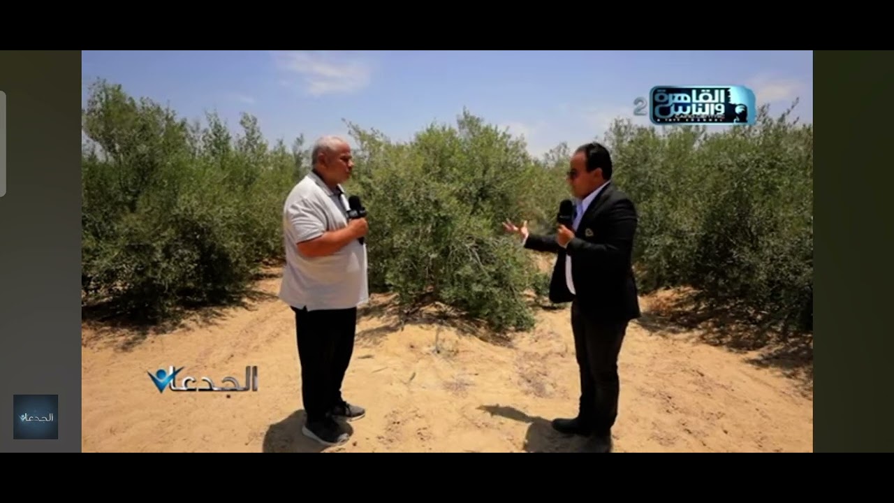 الزيتون المكثف لقاء مع برنامج الجدعان