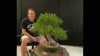 Japanese Black Pine Bonsai De Candled 06 05 24