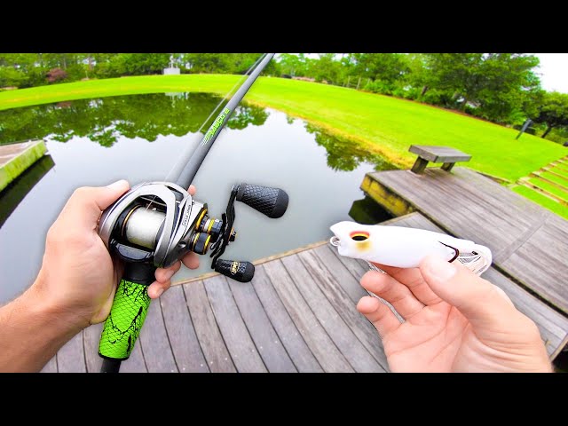 FROG Fishing for GIANT Bass in SMALL Ponds! 