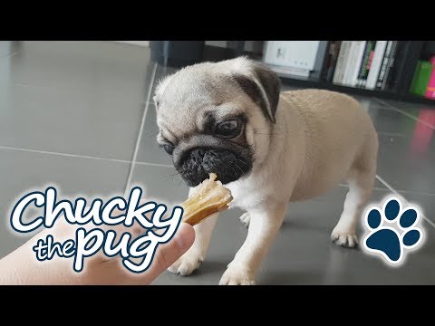 Chucky the pug - Eat me baby one more time