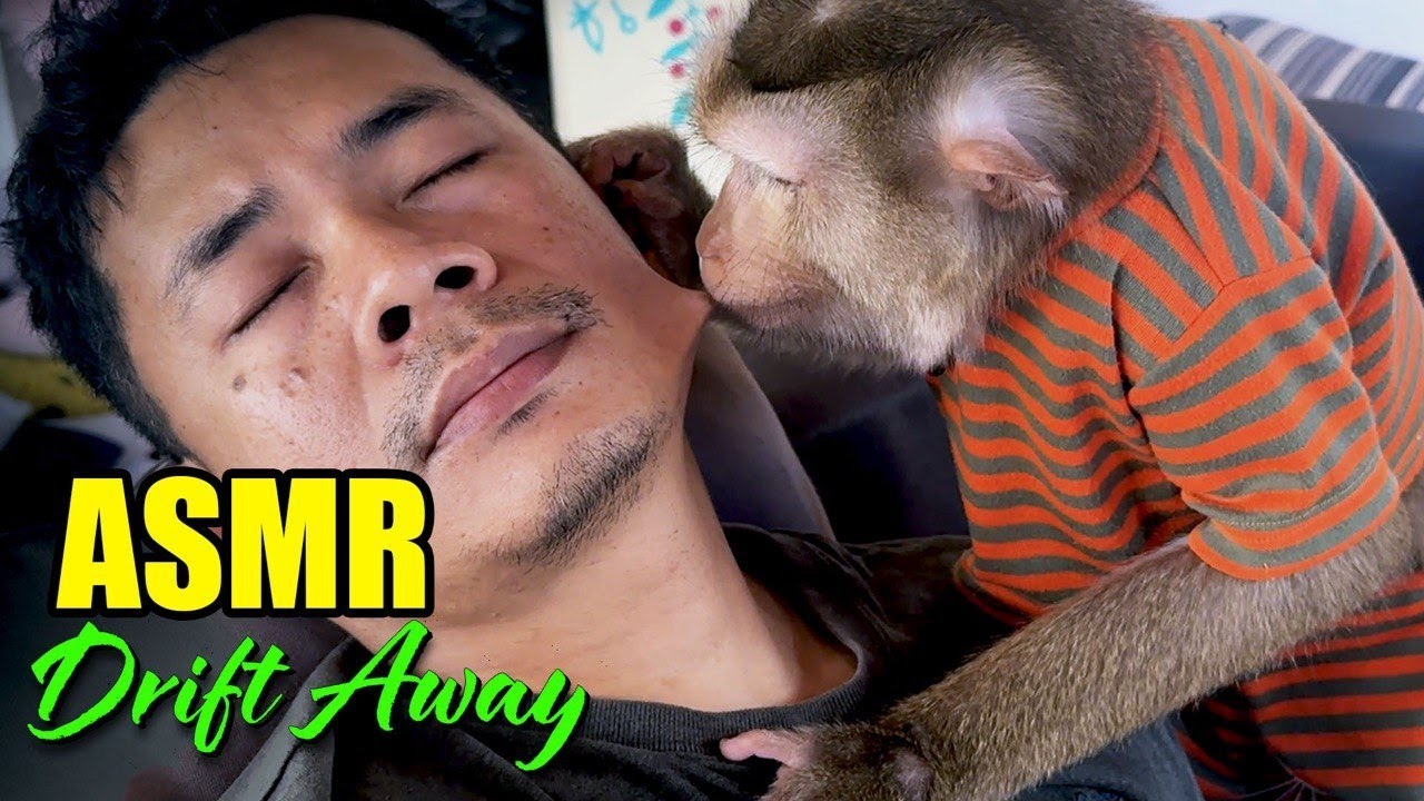 Soothing Monkey Grooming ASMR to Sleep Fast (Drift Away Instantly)