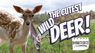The Cutest Deer Compilation!!!