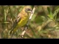 Blackheaded bunting  strnad ernohlav