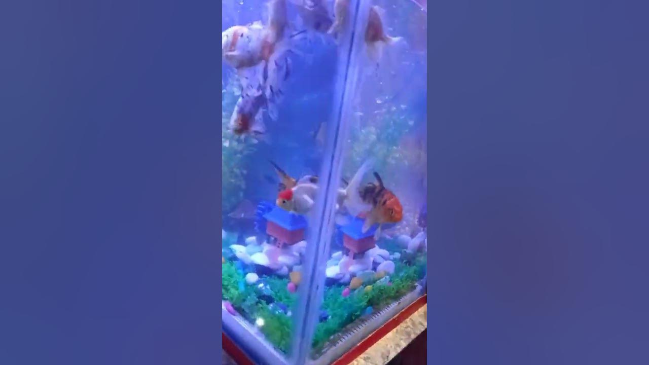 house-fish-youtube