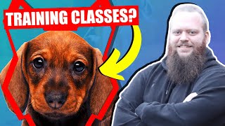 SHOULD MY DACHSHUND GO TO PUPPY TRAINING CLASSES