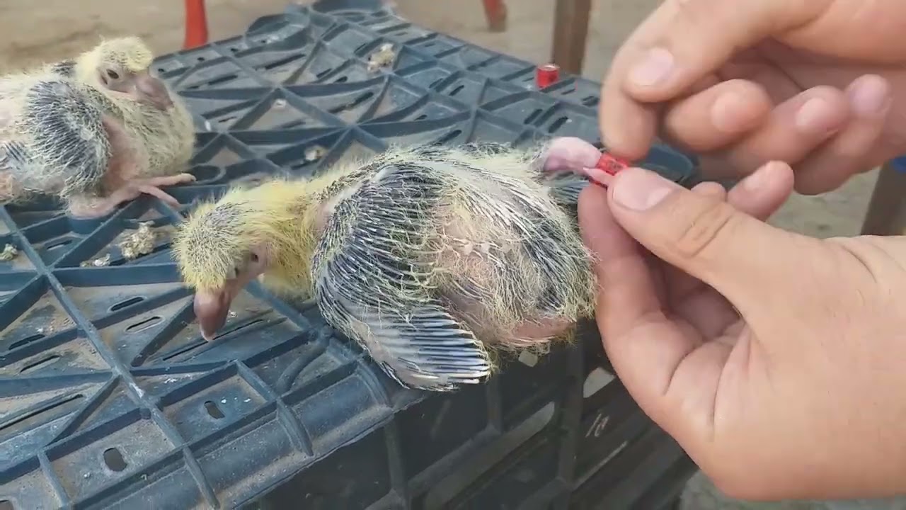 Güvercin Yavrularına Boncuk ( künye.  mühür) Takarken Nelere Dikkat Edilmeli  !!!!!