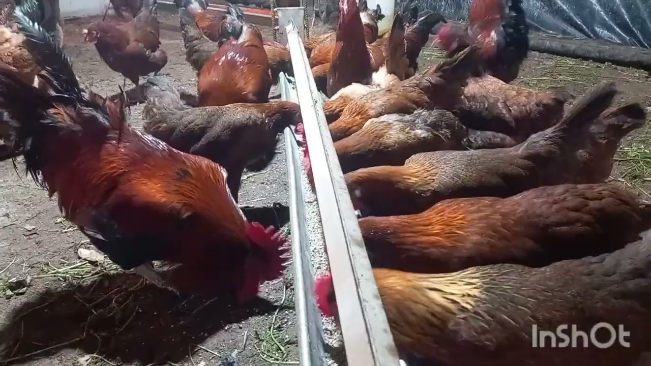 الاخوان هاكيفاش تقداو من عند المربين 