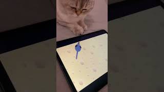 Игры для кошек . Сьюзи поймала мышку .#shortvideo #scottishfold #play