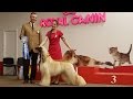 АФГАНСКАЯ БОРЗАЯ. Выставка собак. Апрель 2016 | AFGHAN HOUND. Sighthound dog show. April 2016