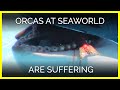 Orcas at SeaWorld Are Suffering Both Mentally and Physically