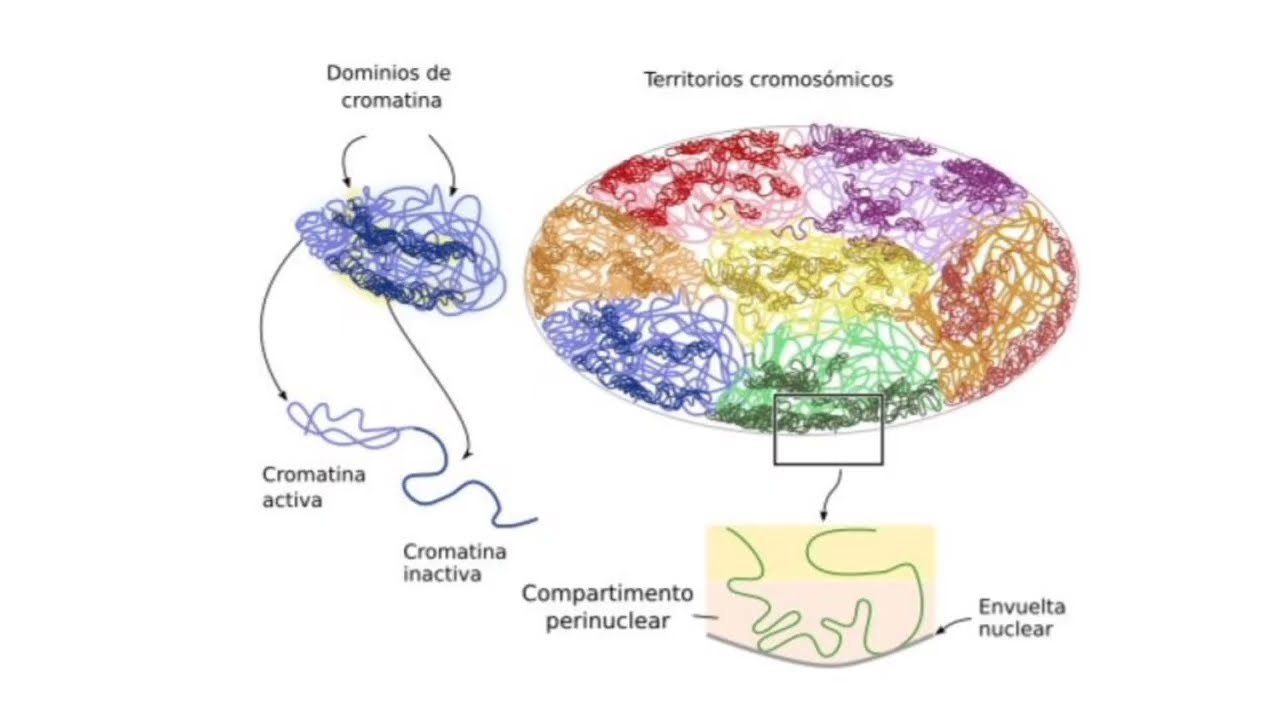Hallazgos del proyecto Genoma Humano y otros 1