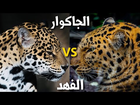 فيديو: جاكوار: حيوان الملوك