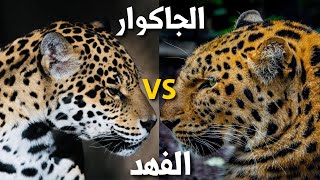 الجاكوار والفهد(Jaguar vs Leopard) أي حيوان يأكل التمساح وأي حيوان التمساح يأكله؟