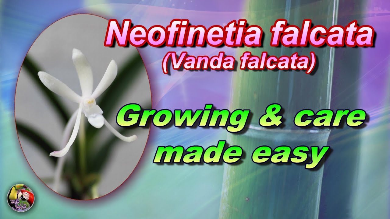 Neofinetia falcata (Vanda falcata) - Growing & care made easy