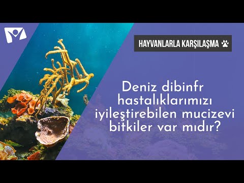 Video: Bir deniz biyoloğu bilim adamı mıdır?