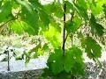 Ускоренная формировка винограда - 1-й год