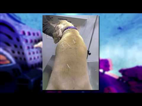 Vídeo: La Triquinosi, Una Malaltia Freqüent En Gossos I Gats