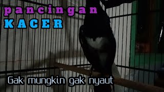 pancingan kacer MALAM HARI paling  AMPUH bikin BUKA EKOR