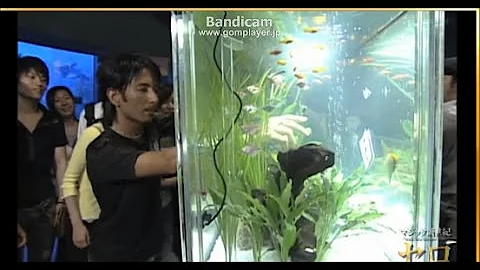 セロマジック セロマジック